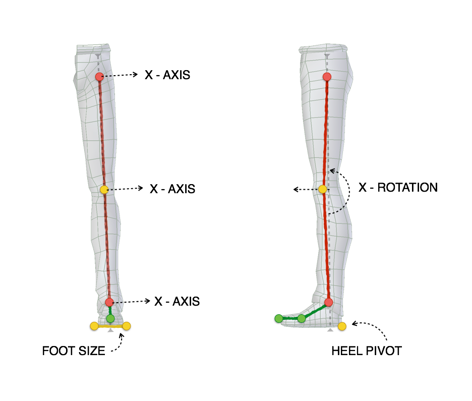 ../../_images/addons_rigging_rigify_bone-positioning_limbs-leg-bones.png